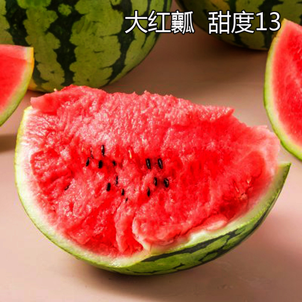 小虎礼品西瓜种籽高产四季花皮超