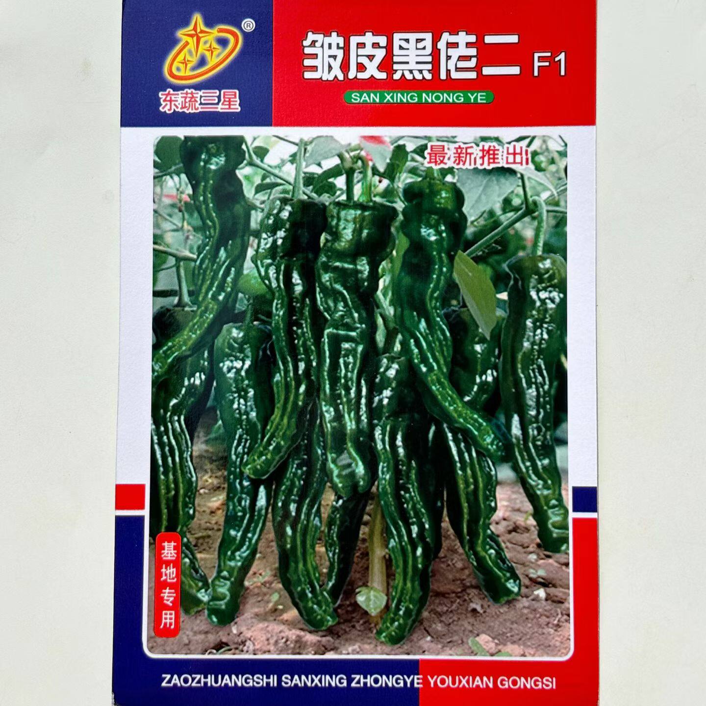 一代杂交早熟皱皮辣椒货架期长前期绿色后期深绿色光泽度亮辣味强
