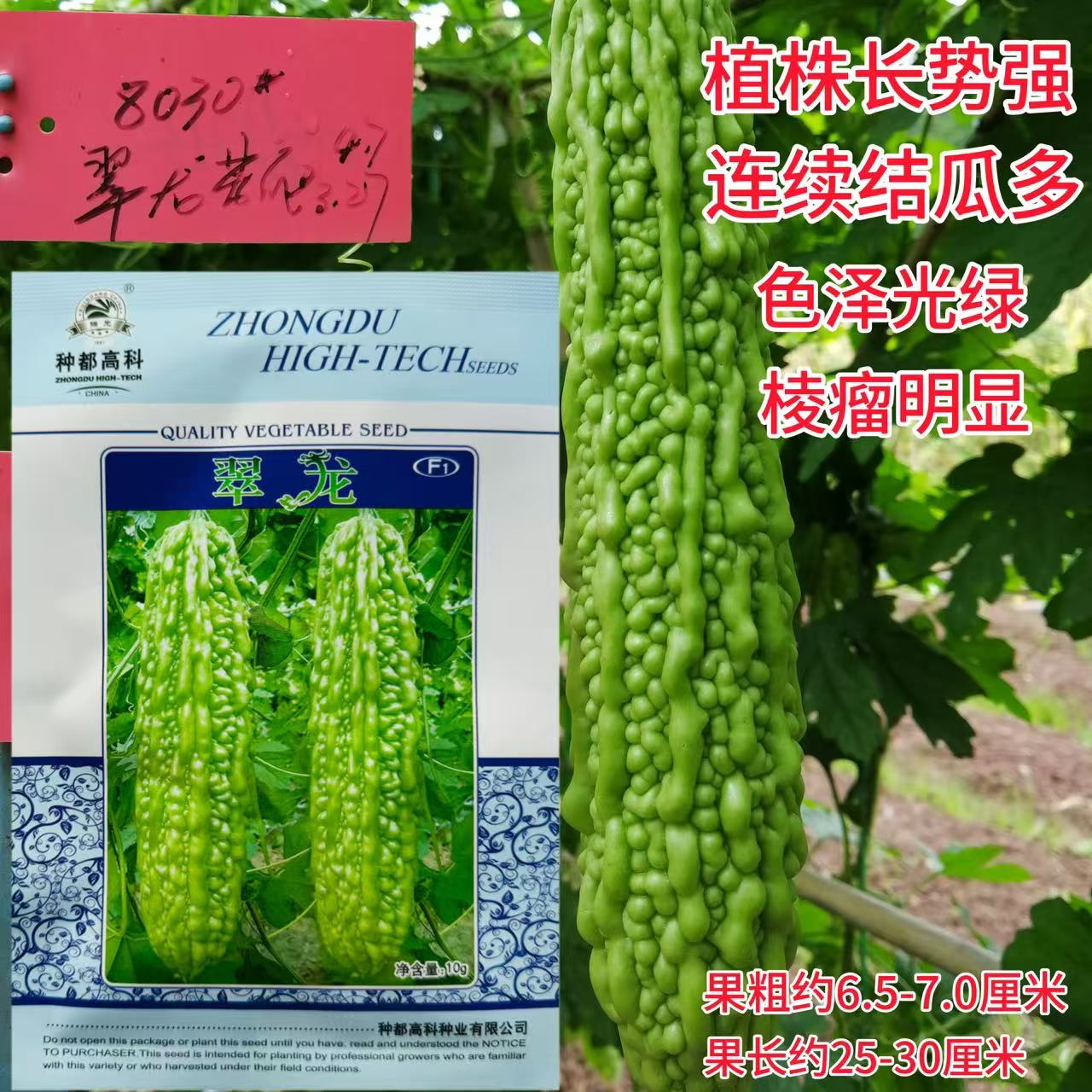 翠龙苦瓜种子农家菜园基地早熟丰产苦瓜种籽脆嫩清香粗棒型苦瓜籽
