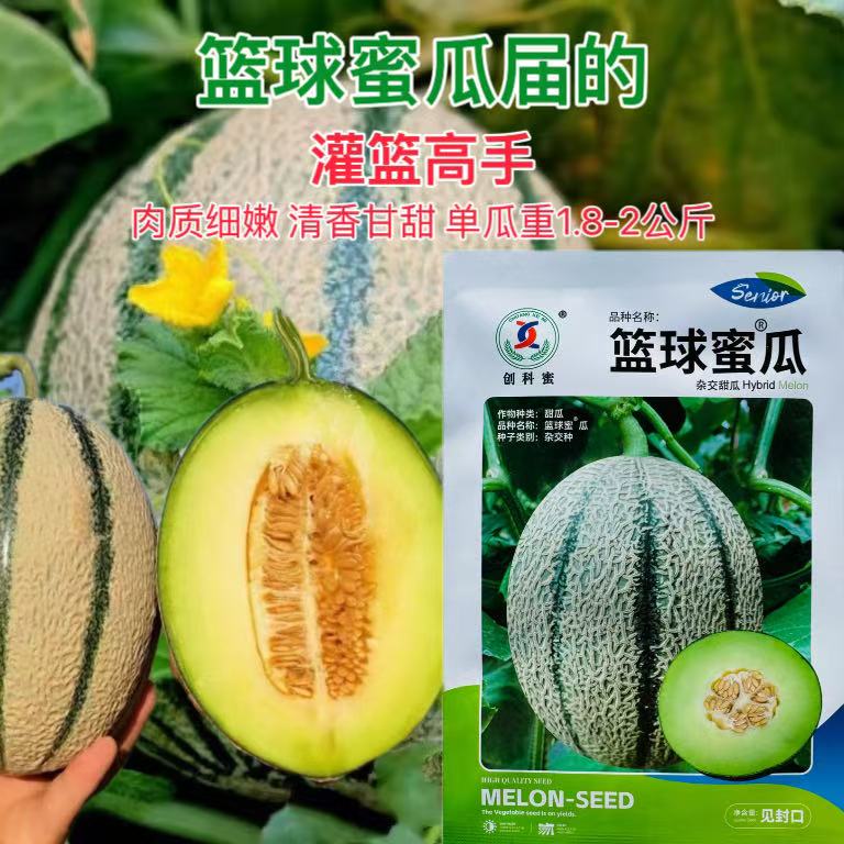 篮球蜜瓜种子清甜甘口肉质细嫩杂交哈密甜瓜种子网纹细脆 春夏播