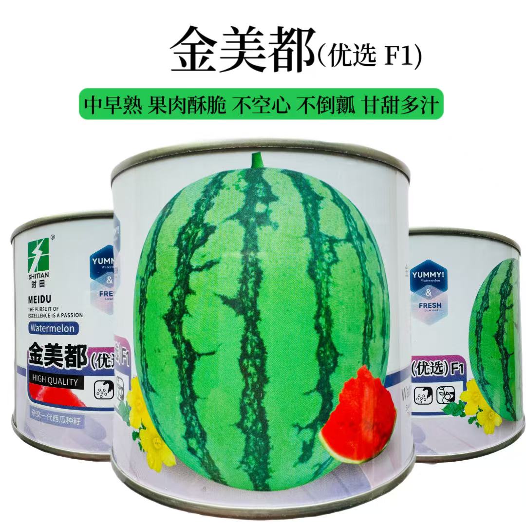 时田金美都优选西瓜种子果肉酥脆甘甜多汁不空心中早熟西瓜春夏播