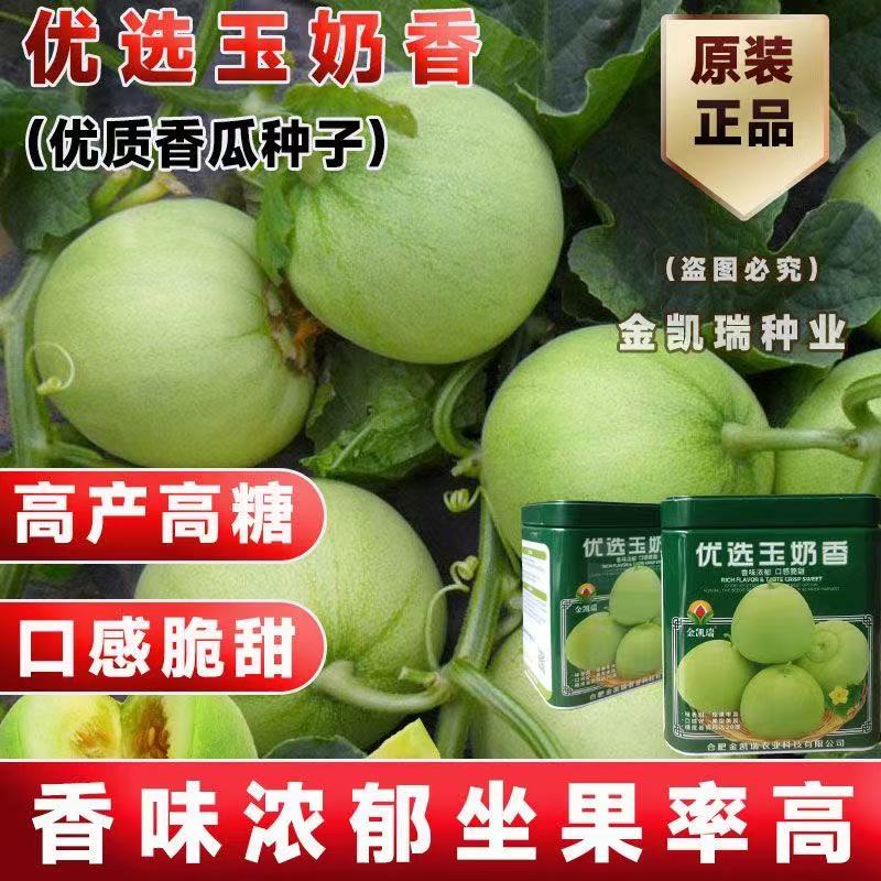 金凯瑞玉奶香香瓜种子甜瓜种子 中早熟 香味浓郁 口感脆甜 耐运输