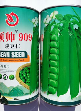 领帅909豌豆高产大荚豌豆仁甜脆豌豆仁半蔓型长寿仁种子基地专用