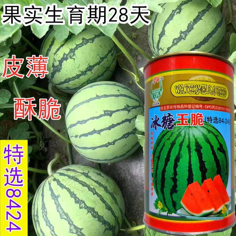 冰糖玉脆西瓜种子抗病薄皮甜脆特