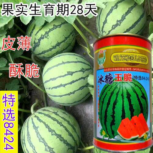冰糖玉脆西瓜种子抗病薄皮甜脆特