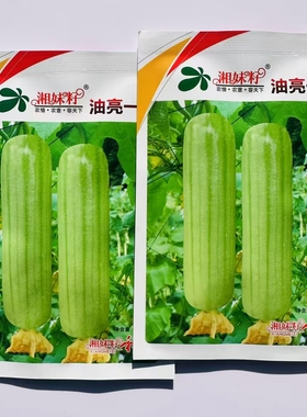 湘妹籽油亮一号丝瓜种子白绿色早熟种籽短棒油亮 白油肉丝瓜种子