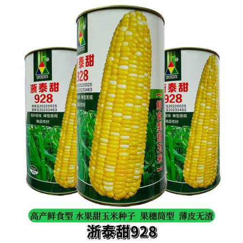 浙泰甜928超甜水果玉米种子双色水果玉米甜玉米种子生吃脆甜无渣