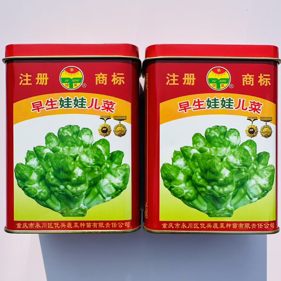 早熟儿菜早生娃娃儿菜种籽胖丫儿菜秋季播种抱子芥菜籽蔬菜种孑