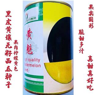 黄魁黑皮黄瓤无籽西瓜种子中晚熟大果西瓜种籽抗病高产春秋季大田