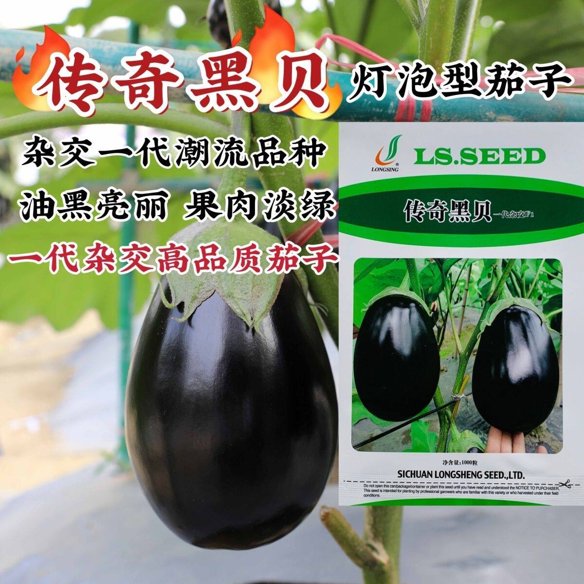 高品质灯泡型茄子种子龙盛传奇黑贝茄子种籽早熟油黑亮丽果肉淡绿
