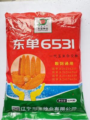 东单6531玉米种子国审大棒抗旱耐涝抗盐碱适广性强苞谷大田玉米孑