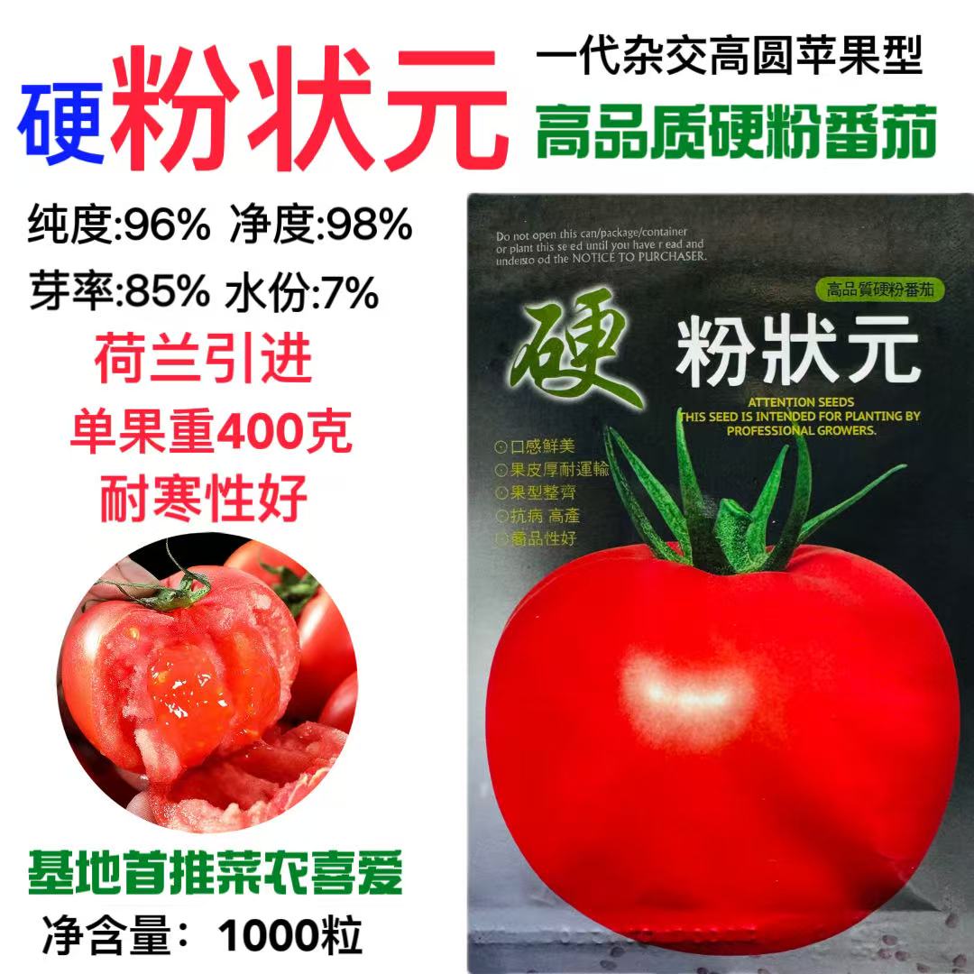 硬粉状元番茄种子荷兰引进一代杂交无限生长硬果深粉红抗病强耐运