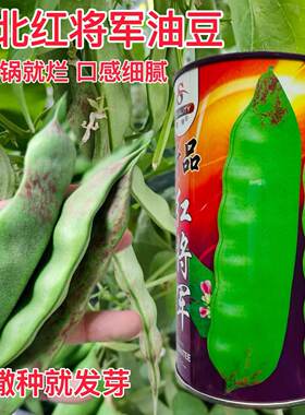 红将军油豆种子将军王东北豆角宽芸豆种籽不鼓豆抗寒抗病豆角
