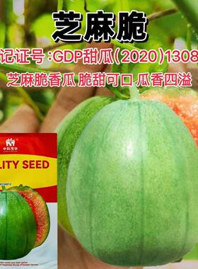 中科茂华芝麻脆甜瓜种子脆甜绿皮芝麻酥香瓜种籽脆瓜籽爬藤四季播