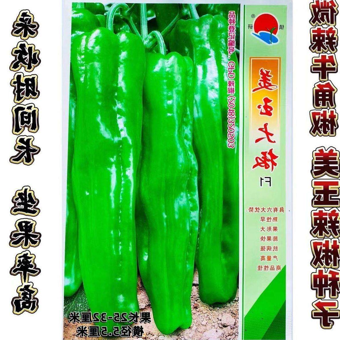 镇研美玉大椒辣种籽巨无霸