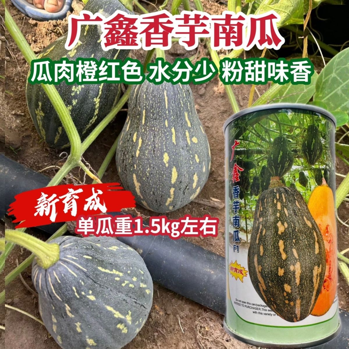 广鑫香芋南瓜种子中早熟榄核型橙红肉质致密粉质少味甜味香春秋播