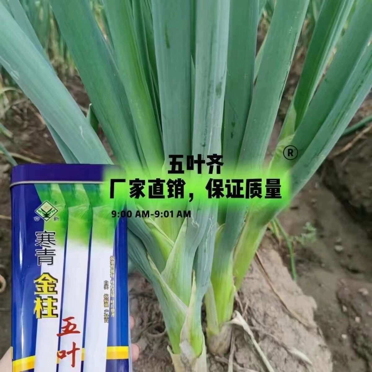 寒青金柱五叶大葱种子 抗寒叶片深绿整齐白实品质佳大葱种籽基地