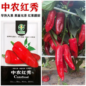 中农红秀辣椒种子红椒籽早熟大果光皮肉厚有辣味转色快菜椒种籽孑