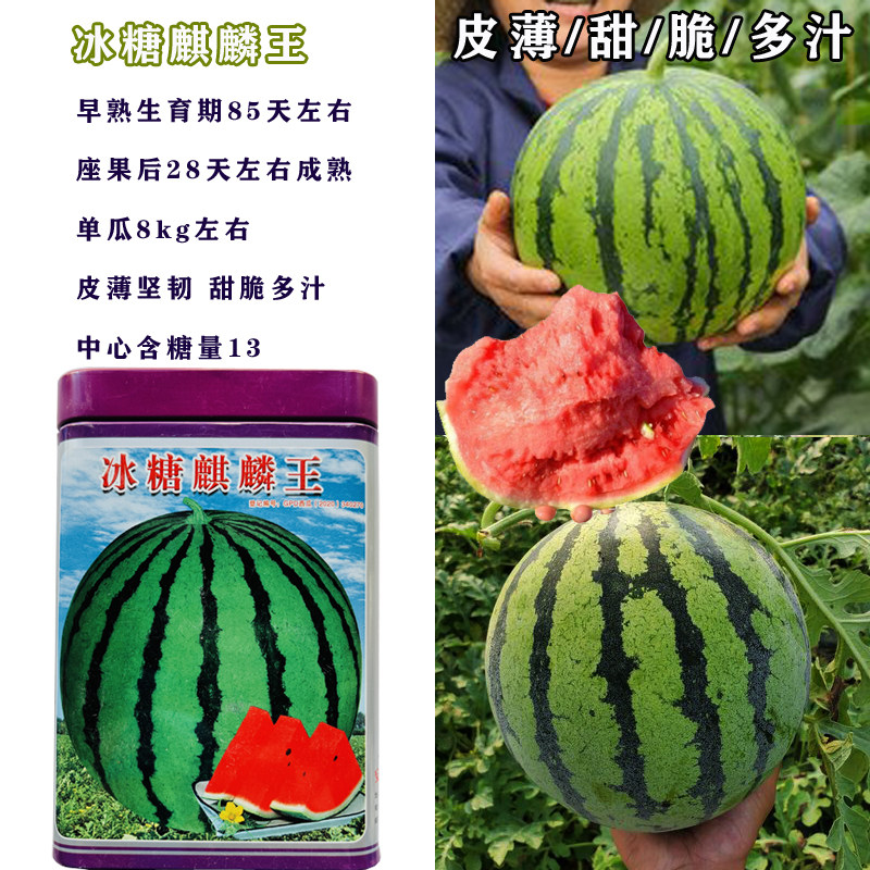 冰糖麒麟王西瓜种子特甜特大84