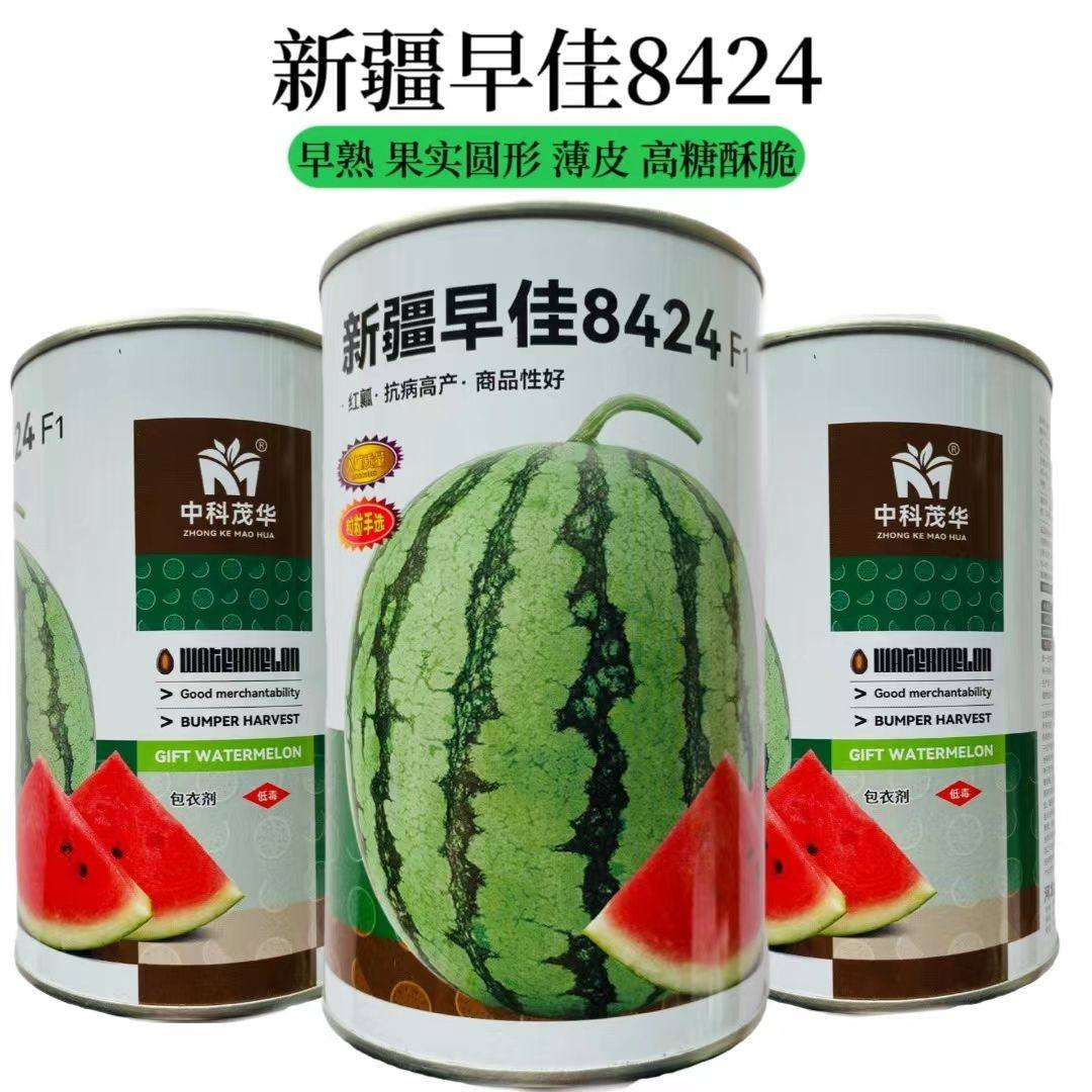 罐装早佳8424西瓜种子南方四季特大早熟无籽懒汉瓜籽麒麟西瓜种子