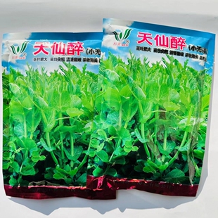 科喜天仙醉小无须豌豆苗种子四季荷兰豆芽苗菜种籽少须豌豆苗种籽