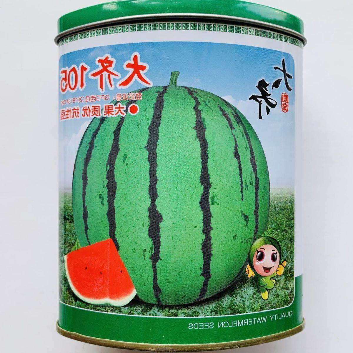 早中熟抗裂大果齐105西瓜