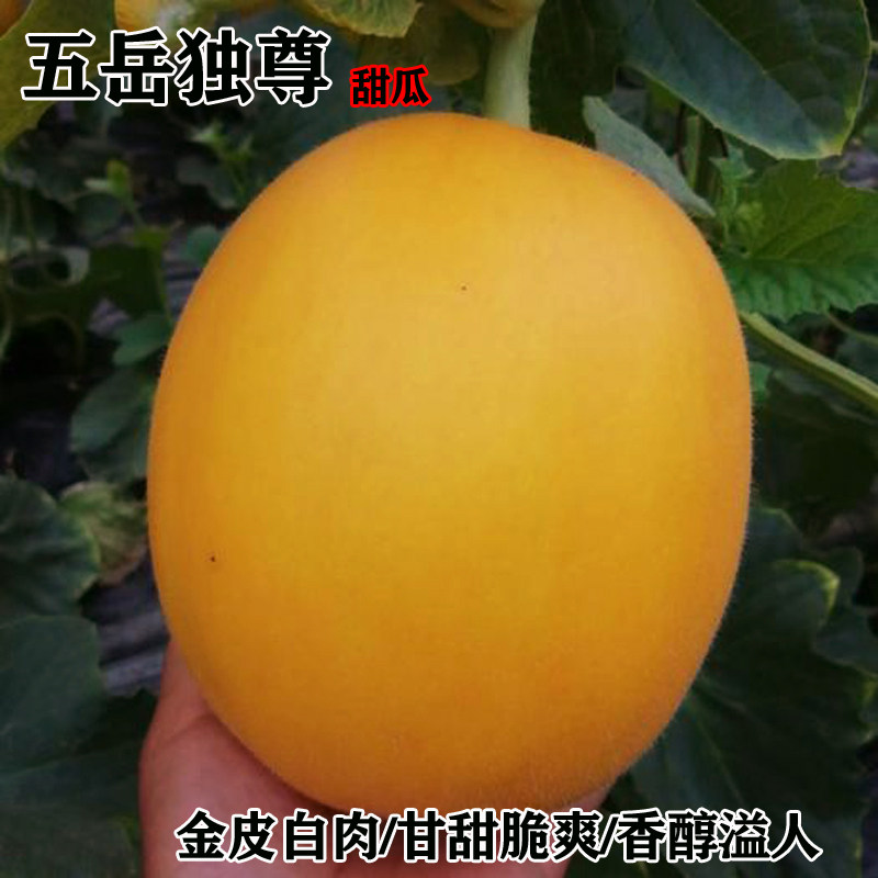 五岳独尊甜瓜种子甜瓜香瓜久红瑞
