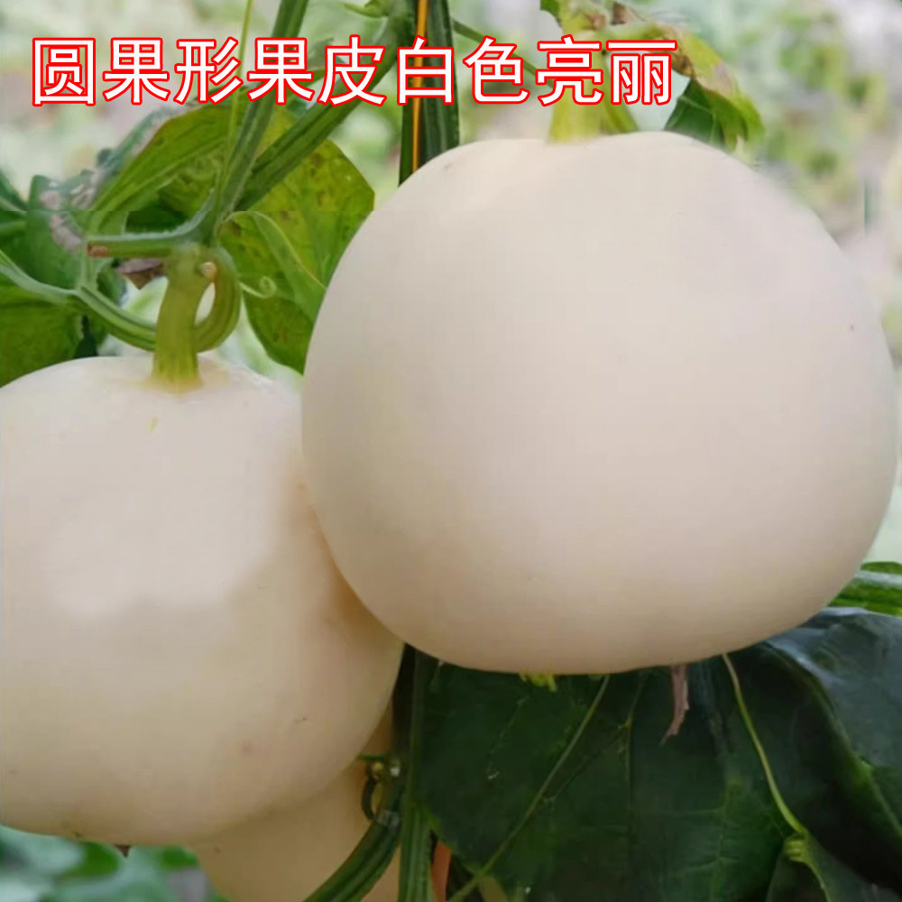 甜红玉白皮红肉瓜种大全早熟四季