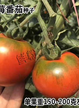 草莓番茄种子沙瓤铁皮绿腚大西红