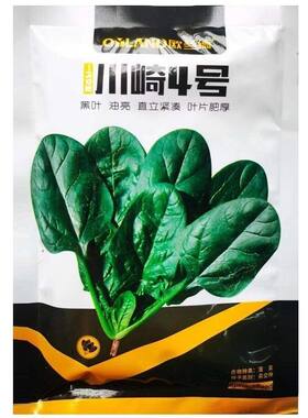 欧兰德菠菜种子川崎5号菠菜籽耐寒叶片肥厚深绿油亮圆叶菠菜种籽