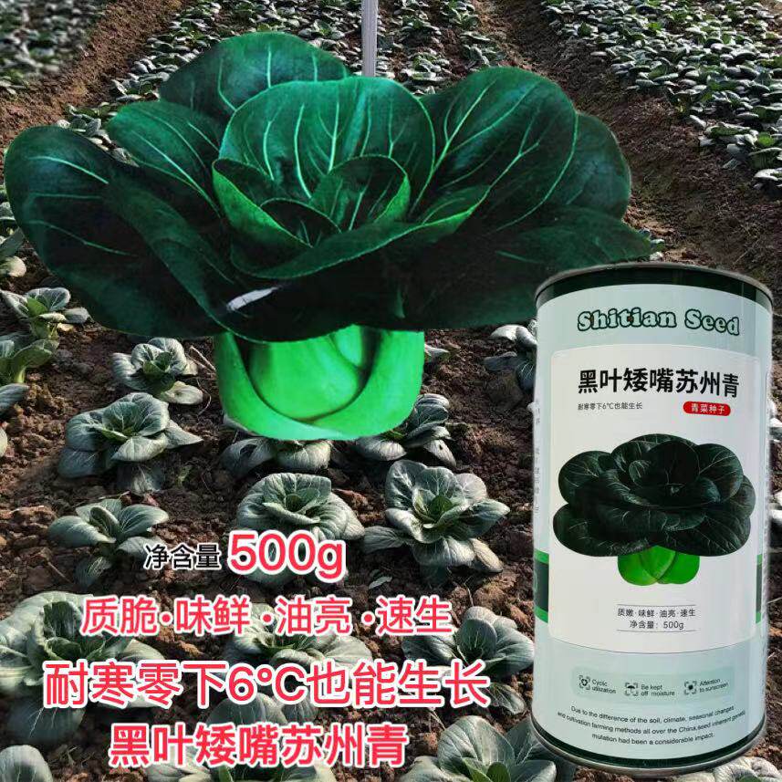 黑叶矮嘴苏州青青菜种子束腰短梗深绿叶青菜种子口感甜糯青菜种子