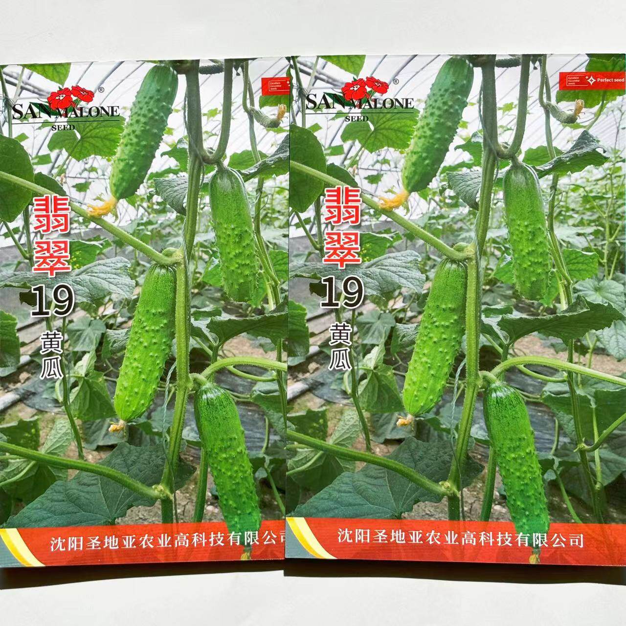 耐寒专用旱黄瓜种子中早熟翡翠19号强雌水果黄瓜种子春秋延越冬种