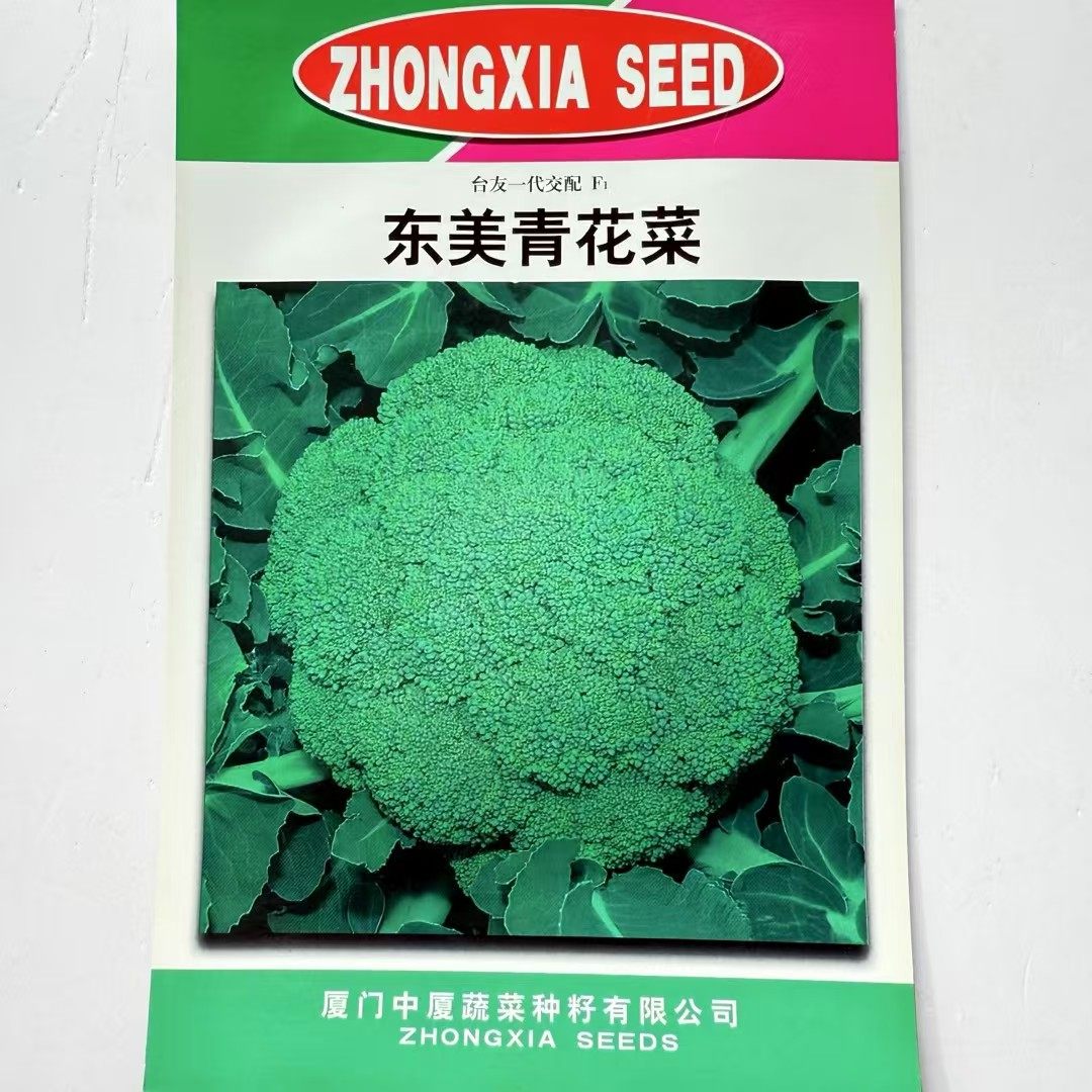 东美青花菜西兰花种籽孑蔬菜种子耐寒优秀西兰花种子西蓝花菜种子
