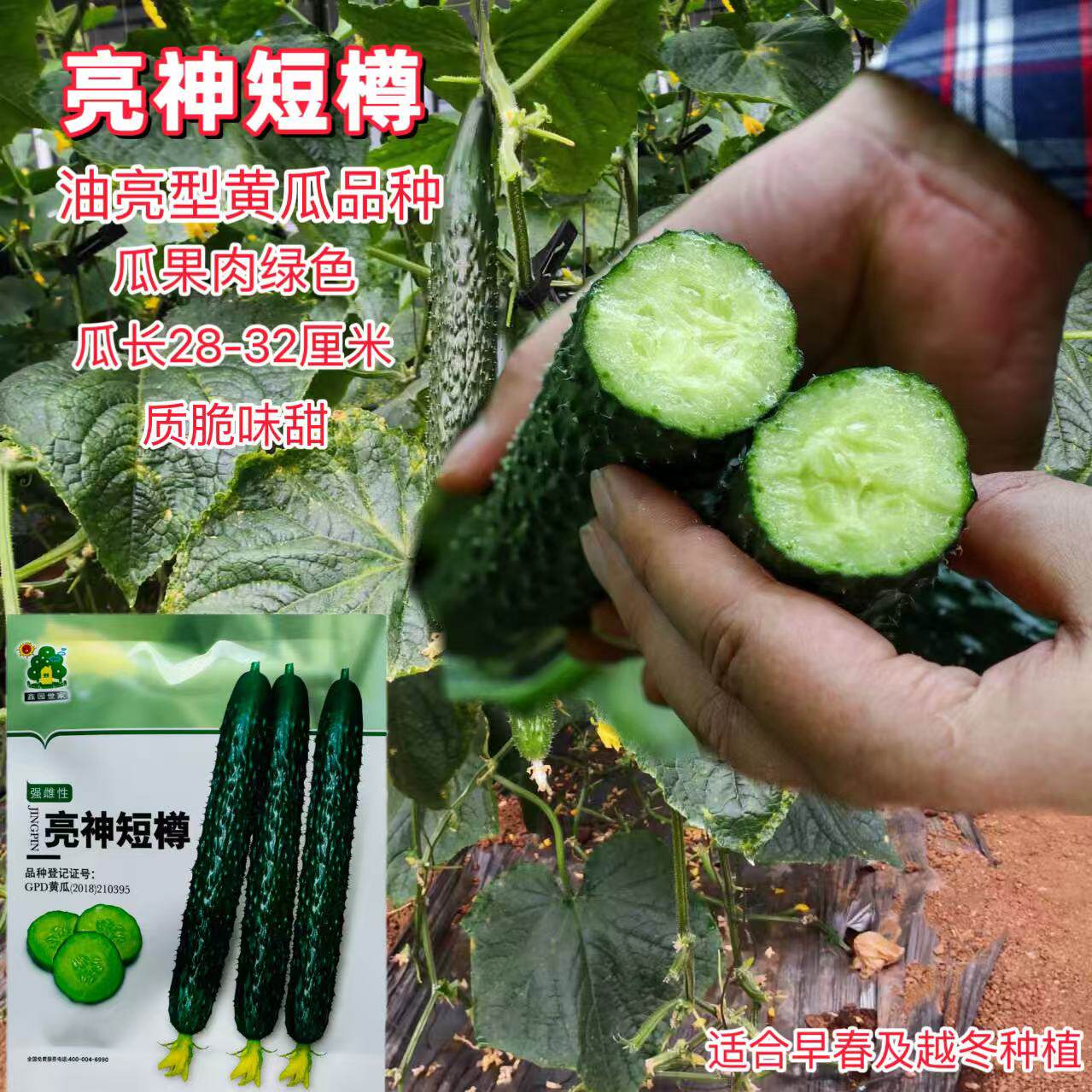 鑫园亮神短樽油亮型黄瓜种子质脆味美绿皮绿肉早春越冬均可播种