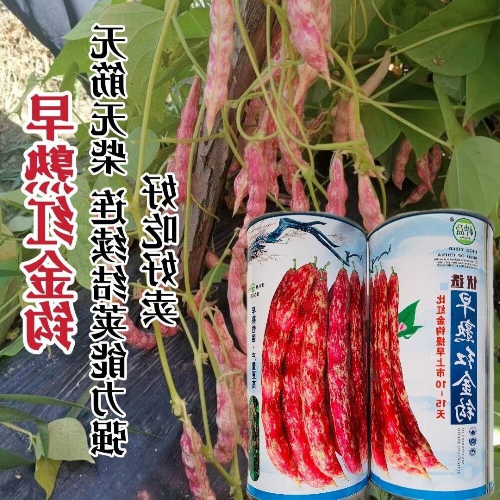 早熟红金钩油豆角种子无筋无柴口感好黄金钩豆角种子架豆菜豆种籽