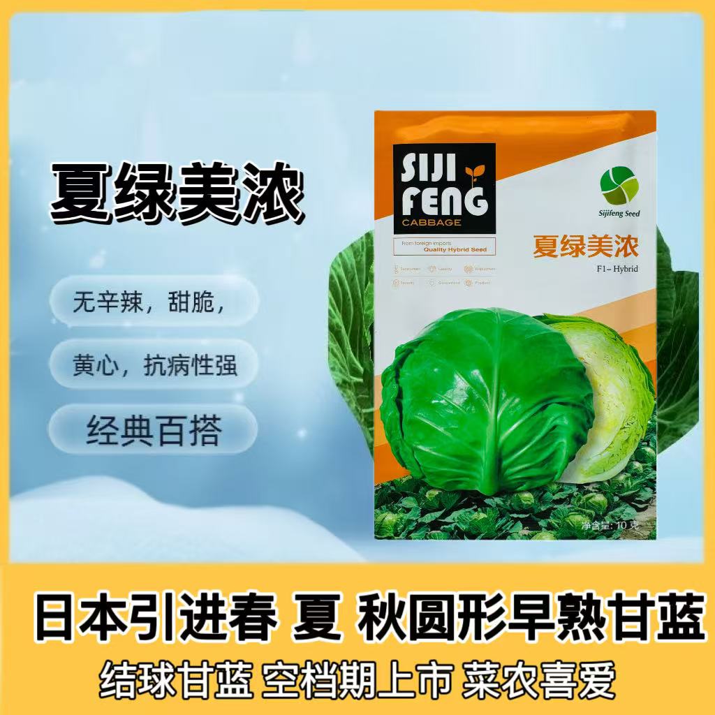 夏绿美浓甘蓝种子包菜种籽圆球形耐热春夏秋季播种四季蔬菜种孑籽