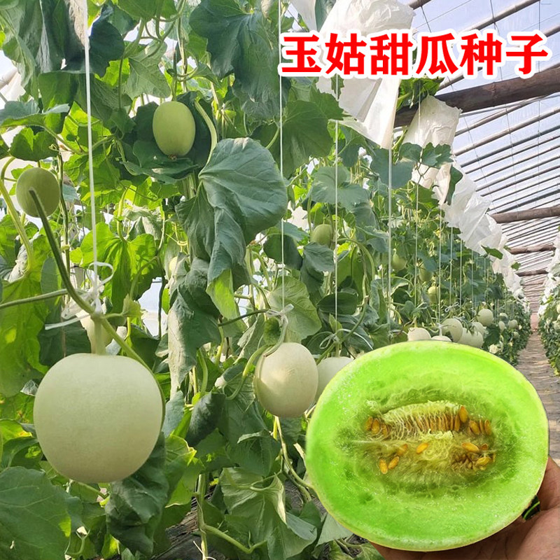 玉姑甜瓜种子籽孑白皮绿肉超甜冰