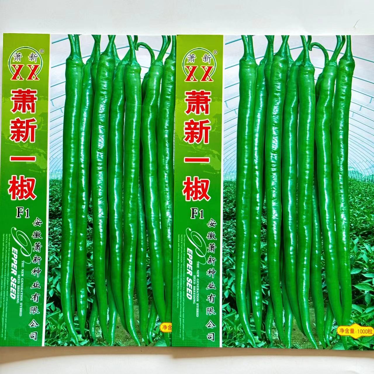 萧新一椒辣椒种子早熟特长线辣椒种籽香辣长线椒包邮基地大田专用