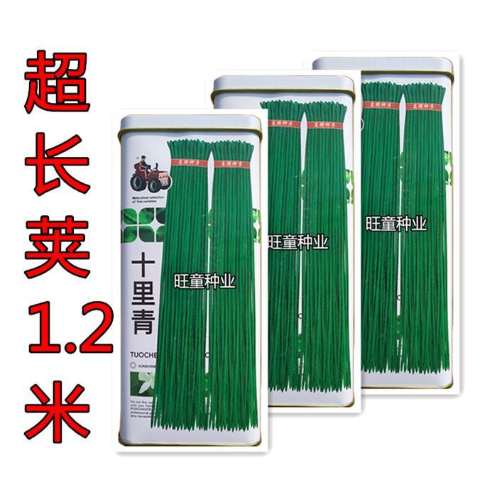 超长豇豆角种籽子孑翠绿超长豆角
