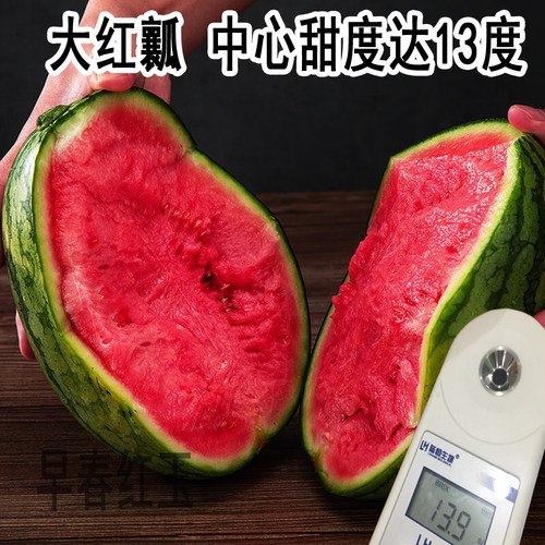 早春红玉西瓜种子日本进口水果四