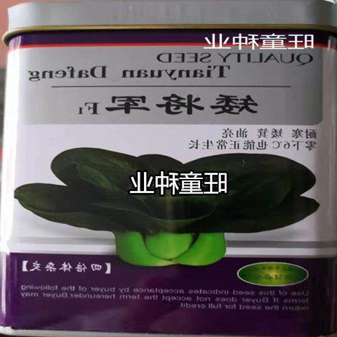 矮将军黑叶脚苏州青菜种籽