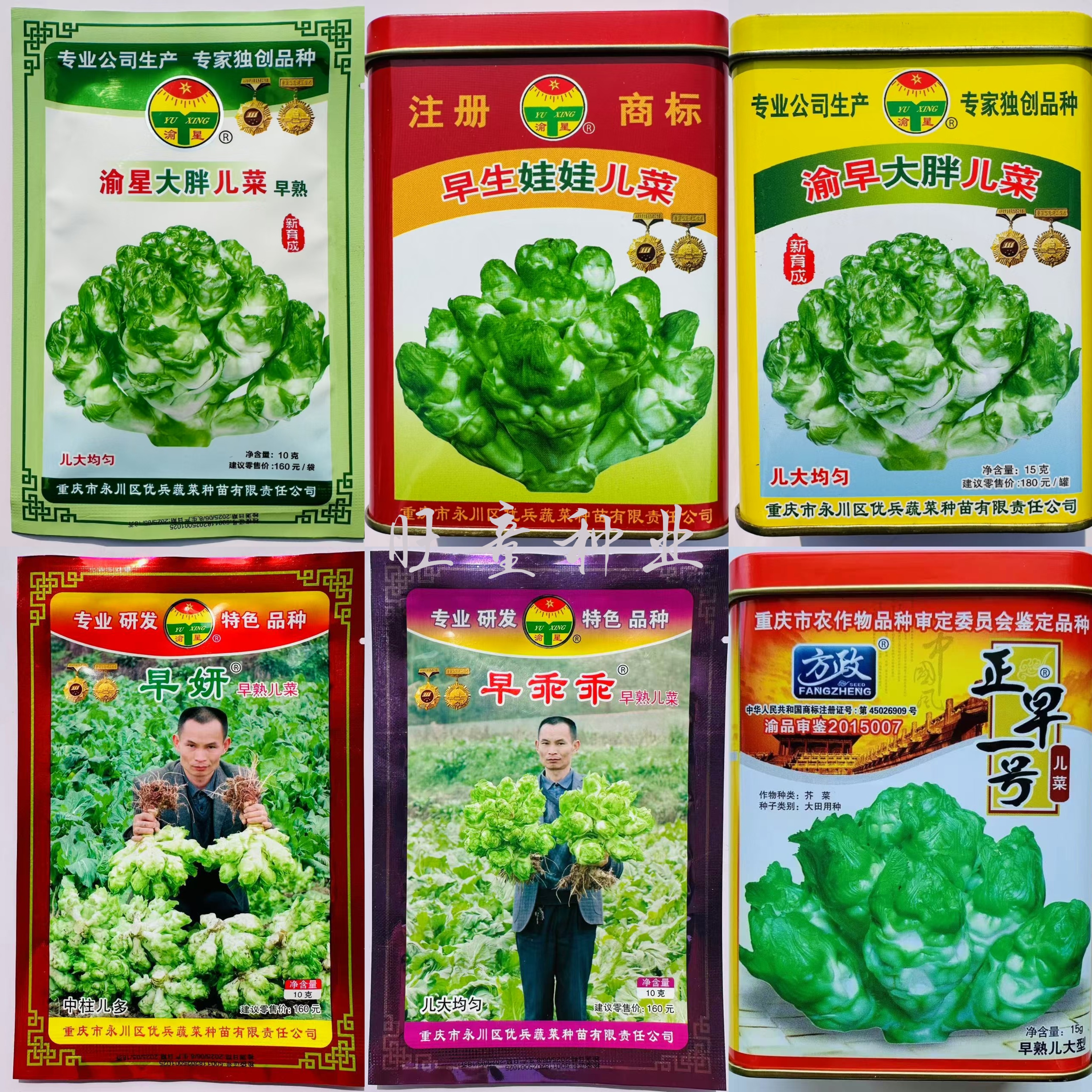 正早一号儿菜大全种子早生娃娃儿菜早熟渝星大胖儿菜抱子芥秋播菜