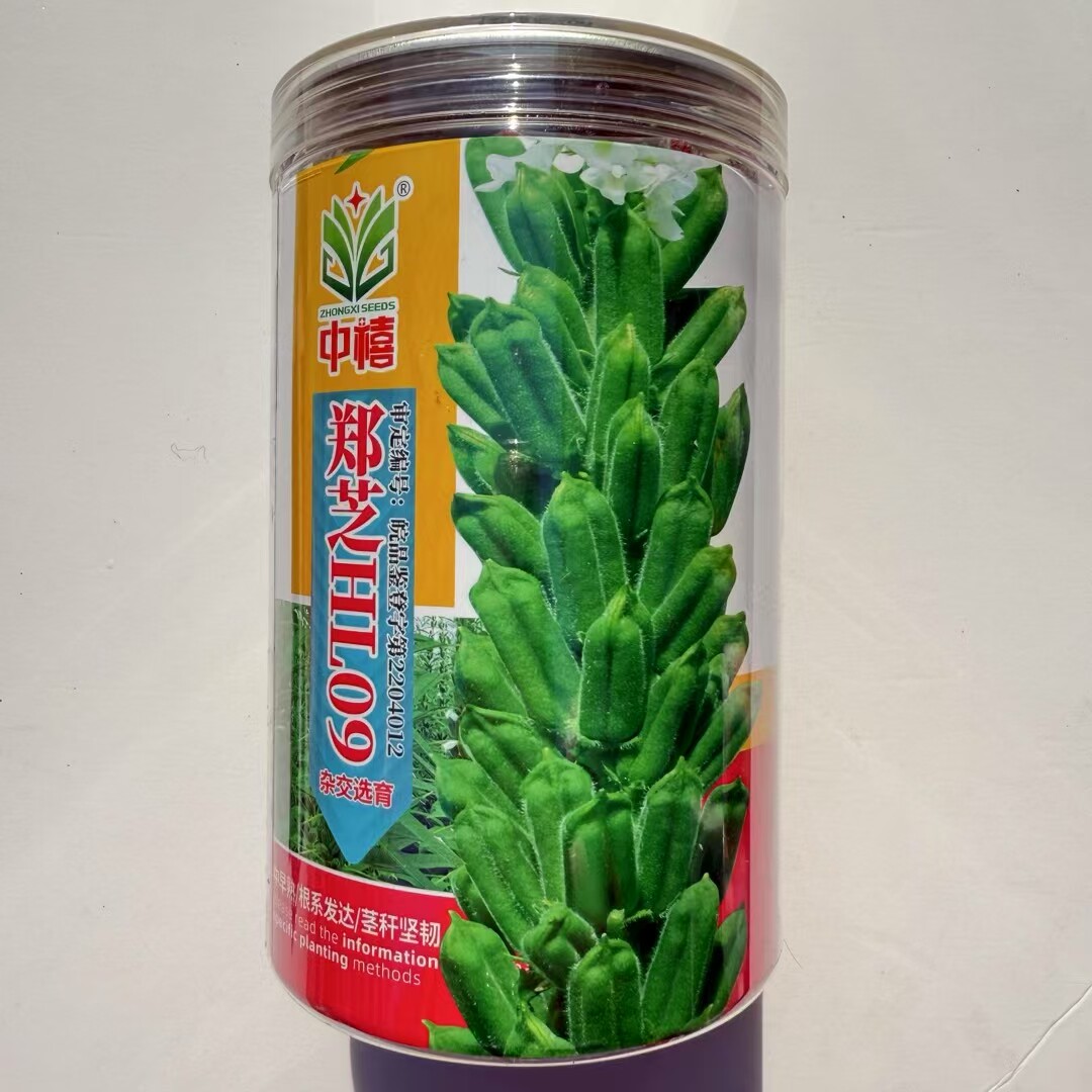 郑芝HL04 09白芝麻种子高产高油高抗不倒伏芝麻种籽基地大田