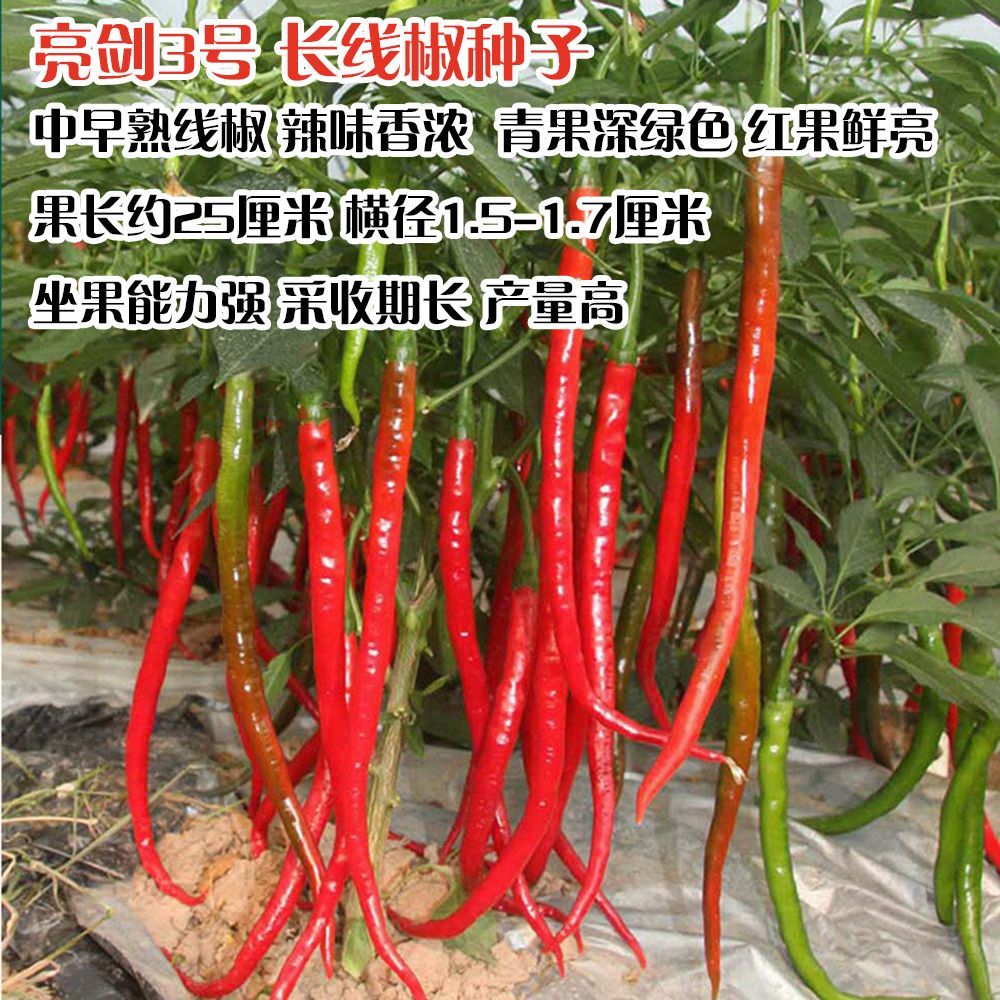 亮剑3号线椒种子浓辣线椒种薄皮辣椒种子采收期长高产香辣线椒籽
