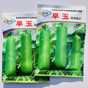 西葫芦种子 早玉短棒瓠子瓜种子 蒲瓜种子春秋庭院大棚露地播种高
