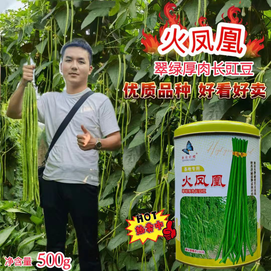 火凤凰豇豆种子耐热豆角粗长型中早熟耐老化无鼠尾高产长豆角种子