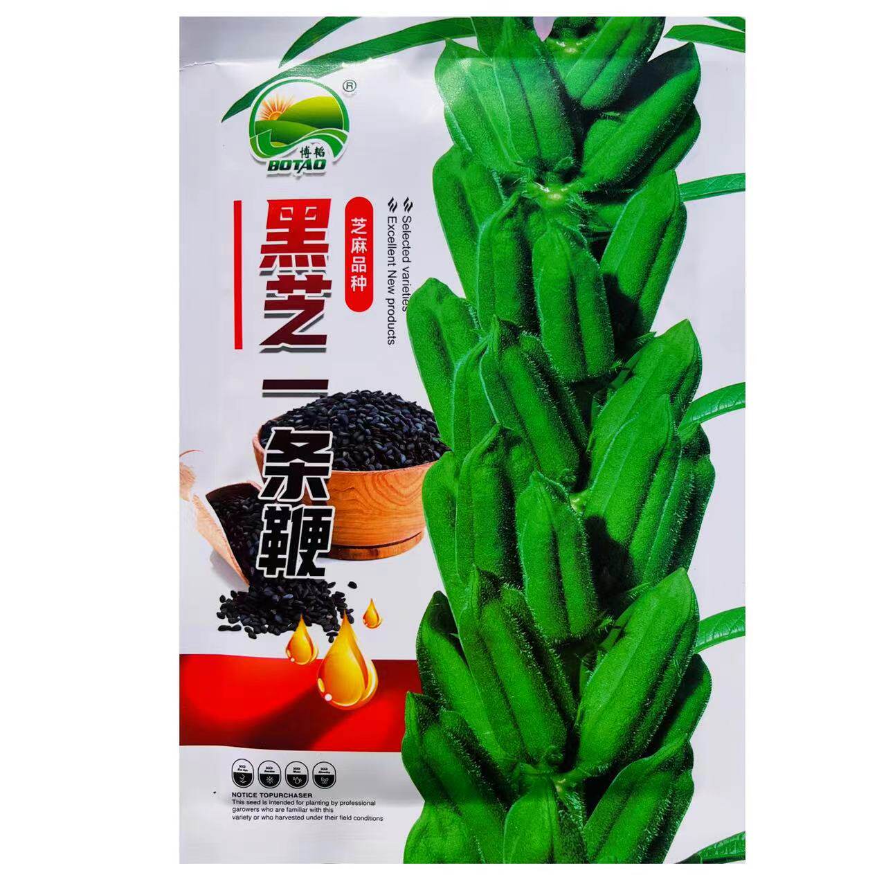 黑芝一条鞭矮脚单鞭原装黑芝麻种子 早熟品种含油率高薄皮