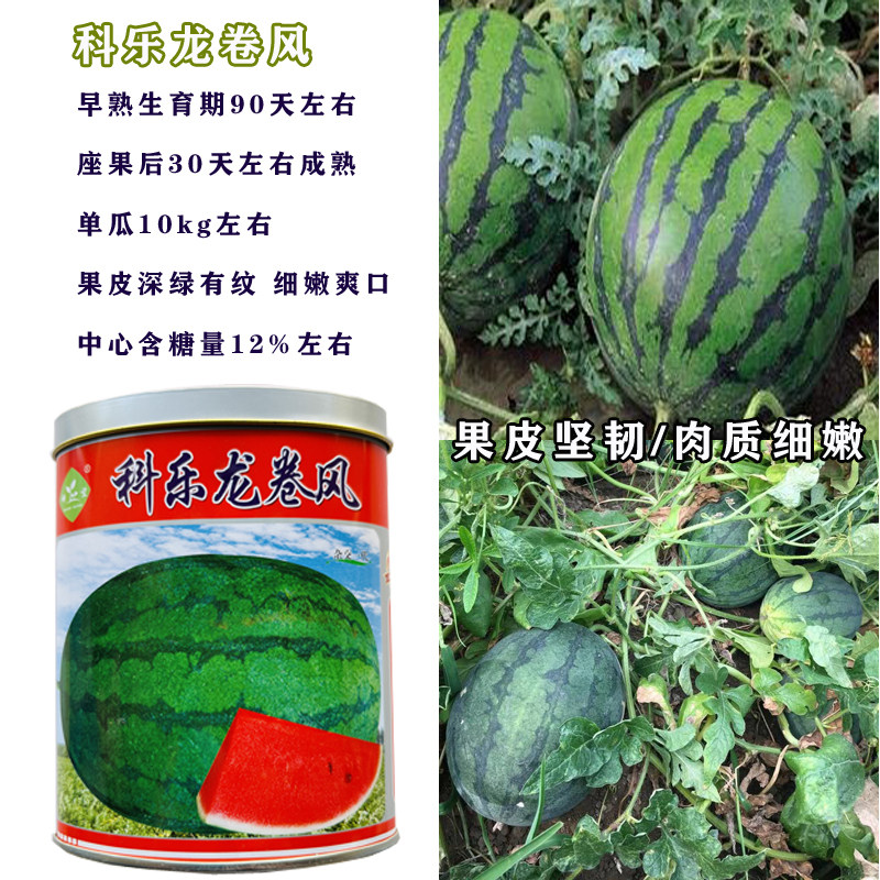 龙卷风西瓜种子特大懒汉西瓜种籽