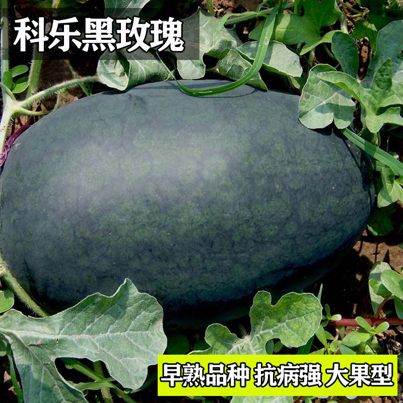 黑玫瑰西瓜种子籽春季秋季四季特