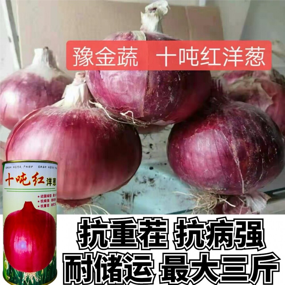 云南紫皮洋葱新鲜洋葱现挖红洋葱圆葱头农家自种蔬菜